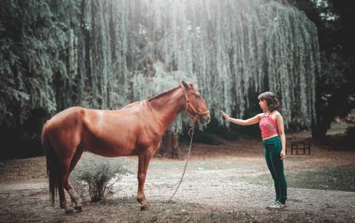 woman standing in front of a horse with her hand outstretched